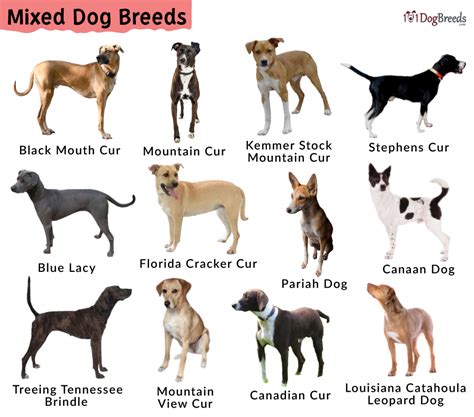 tabooflix femdom|I would breed every one of them .